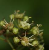 javor tatarský <i>(Acer tataricum)</i> / Květ/Květenství