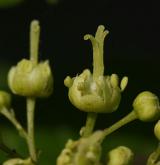 javor tatarský <i>(Acer tataricum)</i> / Květ/Květenství
