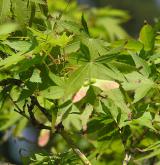 javor dlanitolistý <i>(Acer palmatum)</i> / Plod