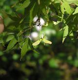 javor dlanitolistý <i>(Acer palmatum)</i> / Plod
