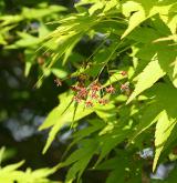 javor dlanitolistý <i>(Acer palmatum)</i> / Habitus