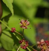 javor dlanitolistý <i>(Acer palmatum)</i> / Květ/Květenství