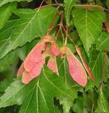 javor ginnala (amurský) <i>(Acer ginnala)</i> / Plod
