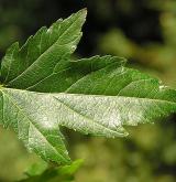 javor ginnala (amurský) <i>(Acer ginnala)</i> / List