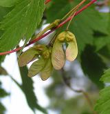javor lysý <i>(Acer glabrum)</i> / Plod