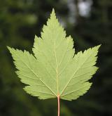 javor lysý <i>(Acer glabrum)</i> / List