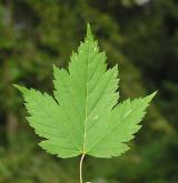 javor lysý <i>(Acer glabrum)</i> / List