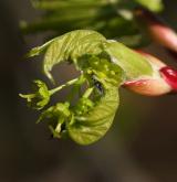 javor lysý <i>(Acer glabrum)</i> / Květ/Květenství