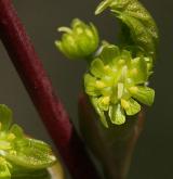 javor lysý <i>(Acer glabrum)</i> / Květ/Květenství