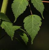 javor čtyřčetný <i>(Acer stachyophyllum)</i> / List