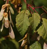 javor čtyřčetný <i>(Acer stachyophyllum)</i>