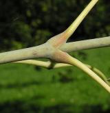 javor jasanolistý <i>(Acer negundo)</i> / Větve a pupeny