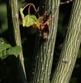 javor vlasonohý <i>(Acer capillipes)</i> / Stonek