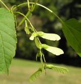 javor vlasonohý <i>(Acer capillipes)</i> / Plod