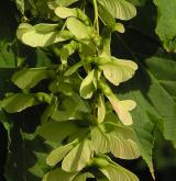 javor vlasonohý <i>(Acer capillipes)</i> / Plod