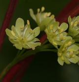 javor vlasonohý <i>(Acer capillipes)</i>