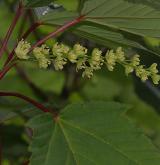 javor vlasonohý <i>(Acer capillipes)</i> / Květ/Květenství