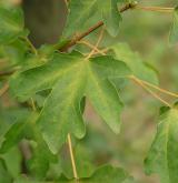 javor babyka <i>(Acer campestre)</i> / List