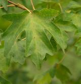 javor babyka <i>(Acer campestre)</i> / List