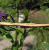 javor čtyřčetný <i>(Acer stachyophyllum)</i> / Větve a pupeny