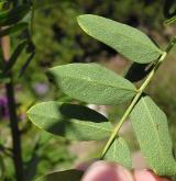 javor čtyřčetný <i>(Acer stachyophyllum)</i> / List