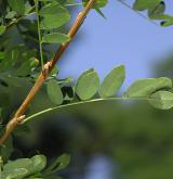 javor čtyřčetný <i>(Acer stachyophyllum)</i>