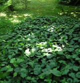 břečtan kavkazský <i>(Hedera colchica)</i> / 