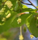 buk lesní <i>(Fagus sylvatica)</i> / Květ/Květenství