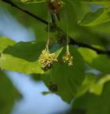 buk lesní <i>(Fagus sylvatica)</i> / Květ/Květenství