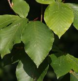 buk velkolistý <i>(Fagus grandifolia)</i> / 