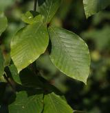 buk velkolistý <i>(Fagus grandifolia)</i> / 