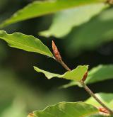 buk velkolistý <i>(Fagus grandifolia)</i> / 