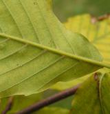 buk velkolistý <i>(Fagus grandifolia)</i> / 