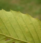 buk velkolistý <i>(Fagus grandifolia)</i> / 