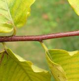 buk velkolistý <i>(Fagus grandifolia)</i> / 