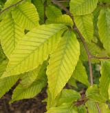 buk velkolistý <i>(Fagus grandifolia)</i> / 