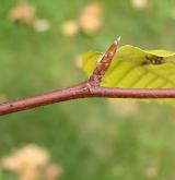 buk velkolistý <i>(Fagus grandifolia)</i> / 