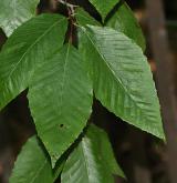 buk velkolistý <i>(Fagus grandifolia)</i> / 