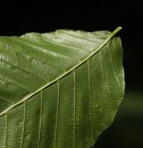 buk velkolistý <i>(Fagus grandifolia)</i> / 