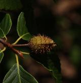 buk velkolistý <i>(Fagus grandifolia)</i> / 