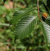 buk velkolistý <i>(Fagus grandifolia)</i> / 