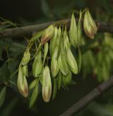 jasan úzkolistý <i>(Fraxinus angustifolia)</i> / Květ/Květenství