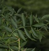 jasan úzkolistý <i>(Fraxinus angustifolia)</i> / 