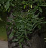 jasan úzkolistý <i>(Fraxinus angustifolia)</i> / List