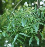 jasan úzkolistý <i>(Fraxinus angustifolia)</i> / List