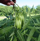 jasan úzkolistý <i>(Fraxinus angustifolia)</i> / Květ/Květenství