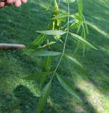 jasan úzkolistý <i>(Fraxinus angustifolia)</i> / 