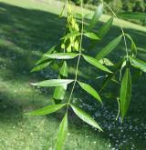 jasan úzkolistý <i>(Fraxinus angustifolia)</i> / 