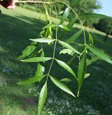 jasan úzkolistý <i>(Fraxinus angustifolia)</i>