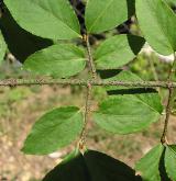 brslen bradavičnatý <i>(Euonymus verrucosus)</i> / Větve a pupeny
